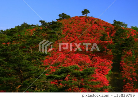 Azaleas of Tokudenjiyama 135829799