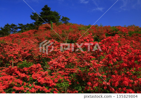 Azaleas of Tokudenjiyama Azaleas of Tokudenjiyama 135829804
