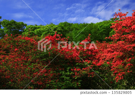 Tokudenjiyama的杜鵑花 Tokudenjiyama的杜鵑花 135829805