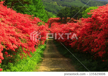 Azaleas of Tokudenjiyama Azaleas of Tokudenjiyama 135829806