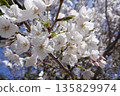 Cherry blossom ⑩ 135829974