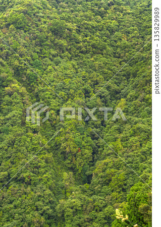 Madeira Evergreen Laurissilva Forest, Madeira, Portugal 135829989