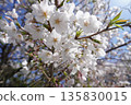 Cherry Blossoms ⑪ 135830015