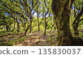 Mystical Fanal Forest, Madeira, Portugal 135830037