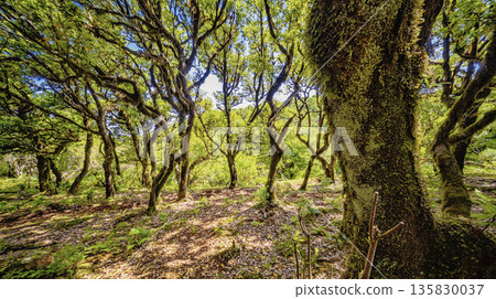 Mystical Fanal Forest, Madeira, Portugal 135830037