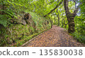 Vereda dos Balcoes PR11 Mountain Footpath, Madeira, Portugal 135830038