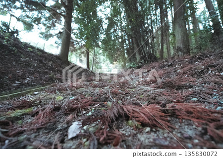 Branches lying on the approach to the shrine: the quietness of the desolate road to the shrine 135830072