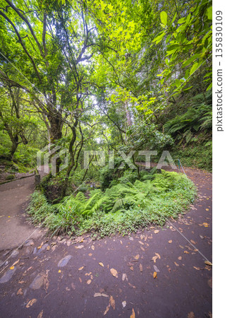 Vereda dos Balcoes PR11 Mountain Footpath, Madeira, Portugal Vereda dos Balcoes PR11 Mountain Footpath, Madeira, Portugal 135830109