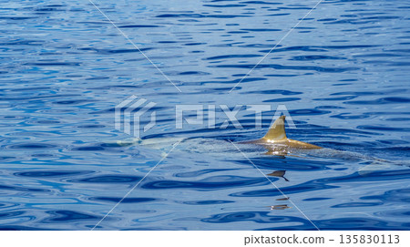 Common Bottllenose Dolphin, Madeira, Portugal 135830113