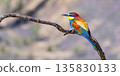 Bee-eater, Spain 135830133