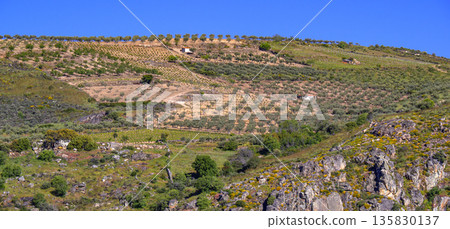 Olives Trees Plantation, Spain Olives Trees Plantation, Spain 135830137