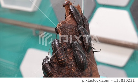 cockroach cockroach 135830231