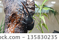 Hercules beetle 135830235
