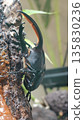 Hercules beetle 135830236