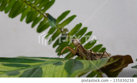 Mantis Mantis 135830238