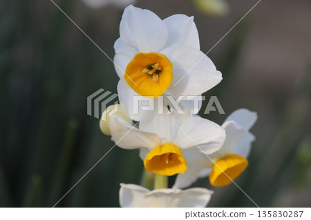 Early-blooming daffodil flowers in a winter garden Early-blooming daffodil flowers in a winter garden 135830287