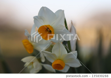 Early-blooming daffodil flowers in a winter garden Early-blooming daffodil flowers in a winter garden 135830288