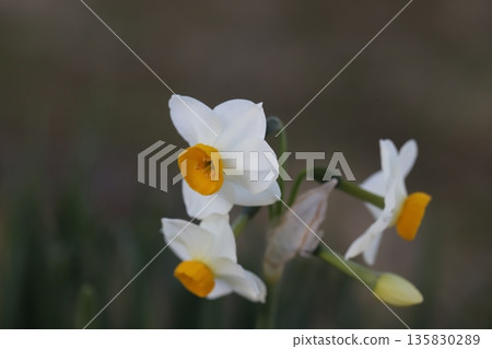 冬日花園裡早開的水仙花 冬日花園裡早開的水仙花 135830289