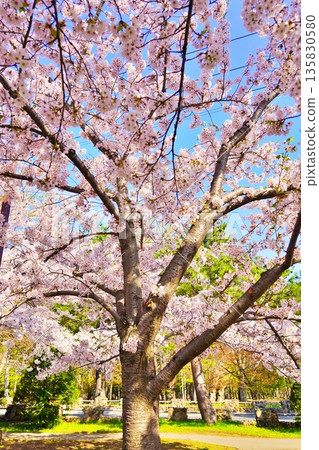 圓山公園的櫻花盛開 135830580