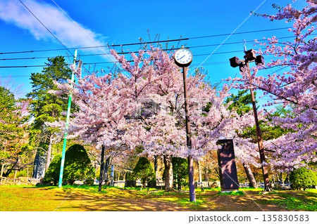 Cherry blossoms blooming in Maruyama Park 135830583