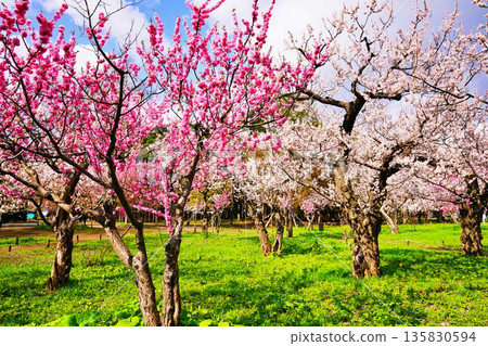 Plum grove scenery in Maruyama Park, Sapporo 135830594