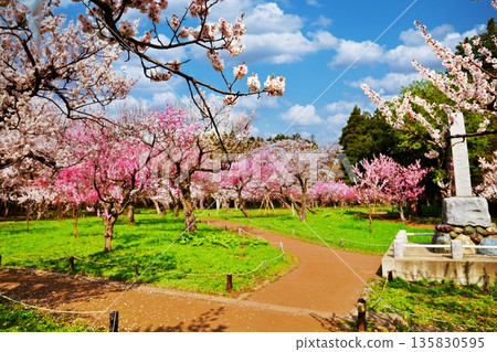 Plum grove scenery in Maruyama Park, Sapporo 135830595