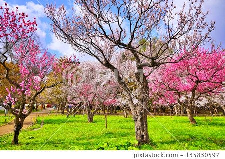 Plum grove scenery in Maruyama Park, Sapporo 135830597