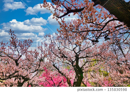 札幌丸山公園的梅樹林景色 札幌丸山公園的梅樹林景色 135830598