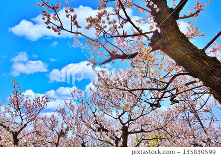 札幌丸山公園的梅樹林景色 135830599