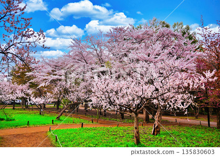 Plum grove scenery in Maruyama Park, Sapporo 135830603