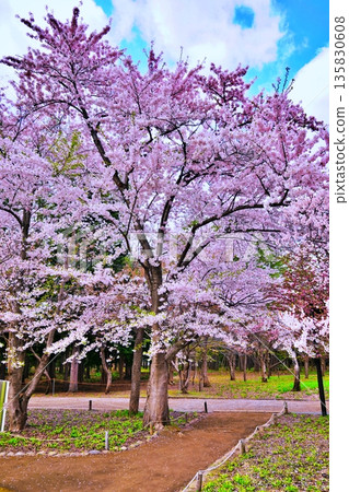 Cherry blossoms blooming in Maruyama Park 135830608