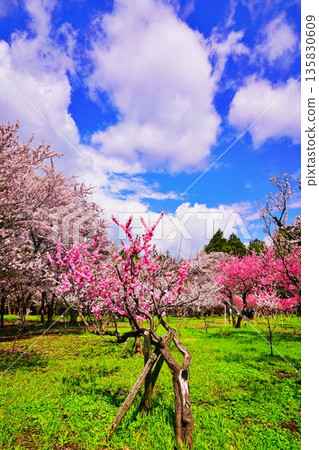 札幌丸山公園的梅樹林景色 135830609