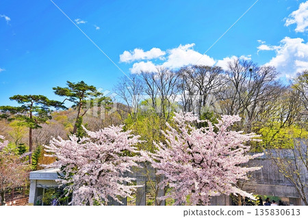 Cherry blossoms blooming at Maruyama Zoo Cherry blossoms blooming at Maruyama Zoo 135830613
