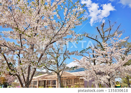 Cherry blossoms blooming at Maruyama Zoo Cherry blossoms blooming at Maruyama Zoo 135830618