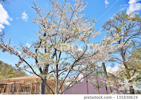 Cherry blossoms blooming at Maruyama Zoo Cherry blossoms blooming at Maruyama Zoo 135830619