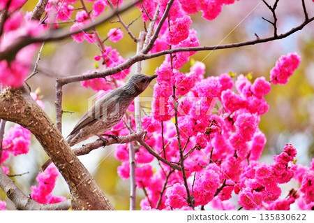 Full-bloomed Siberian cherry blossoms and brown-eared bulbuls Full-bloomed Siberian cherry blossoms and brown-eared bulbuls 135830622