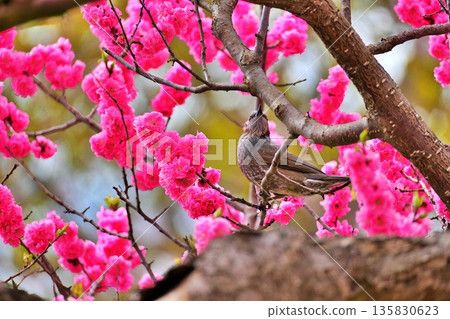 Full-bloomed Siberian cherry blossoms and brown-eared bulbuls Full-bloomed Siberian cherry blossoms and brown-eared bulbuls 135830623