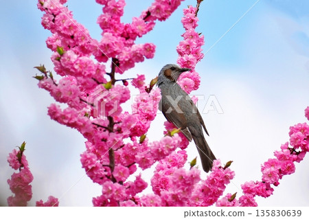 Full-bloomed Siberian cherry blossoms and brown-eared bulbuls Full-bloomed Siberian cherry blossoms and brown-eared bulbuls 135830639
