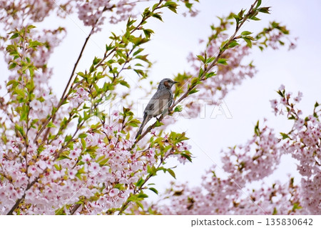 Cherry blossoms in full bloom and brown eyes Cherry blossoms in full bloom and brown eyes 135830642