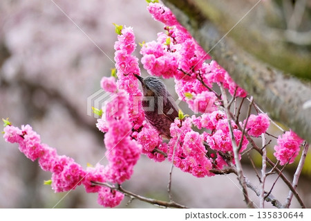 Full-bloomed Siberian cherry blossoms and brown-eared bulbuls Full-bloomed Siberian cherry blossoms and brown-eared bulbuls 135830644
