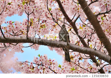 Cherry blossoms in full bloom and brown eyes Cherry blossoms in full bloom and brown eyes 135830650