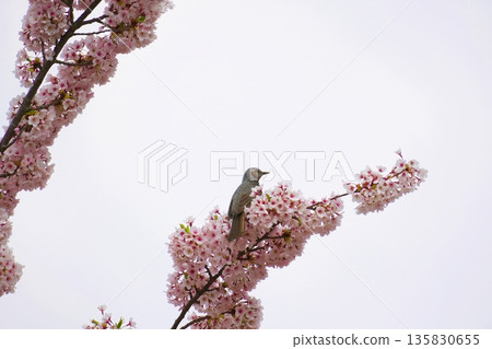 櫻花盛開,棕色的眼睛 櫻花盛開,棕色的眼睛 135830655