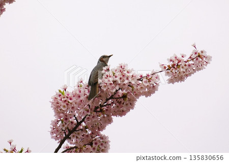 櫻花盛開,棕色的眼睛 櫻花盛開,棕色的眼睛 135830656