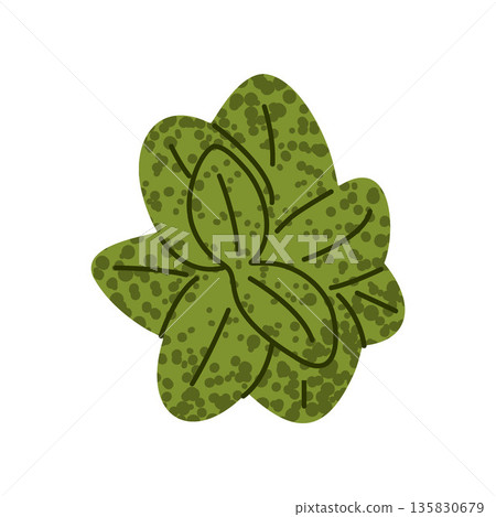 Basil Leaf Spring Salad Ingredient 135830679