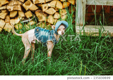 Stylish small dog in denim clothes and hat standing in green grass, rustic countryside scene with woodpile, summer pet fashion theme 135830699