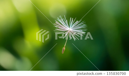 Dandelion seed floating in air on green background for concept of freedom, wish, hope, or new beginnings Dandelion seed floating in air on green background for concept of freedom, wish, hope, or new beginnings 135830700