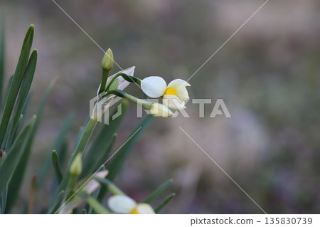 冬季花園裡盛開的白色水仙花和花苞 冬季花園裡盛開的白色水仙花和花苞 135830739