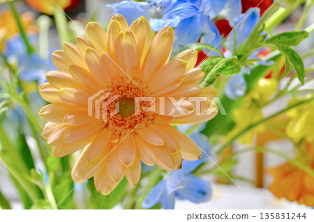 Gerbera on the table 135831244