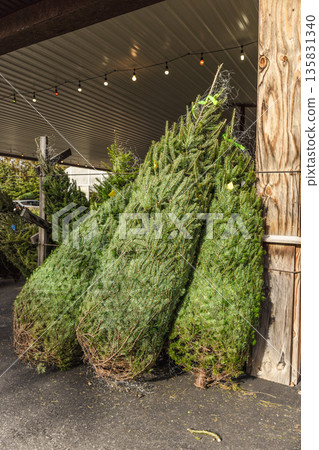 Fresh Christmas trees stacked for sale at outdoor holiday market under string lights and wooden shelter 135831340