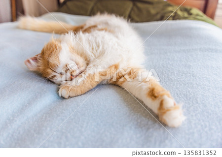 Ginger and white cat sleeping stretched out on soft light blue blanket indoors, peaceful pet resting with extended paw in a cozy home atmosphere 135831352